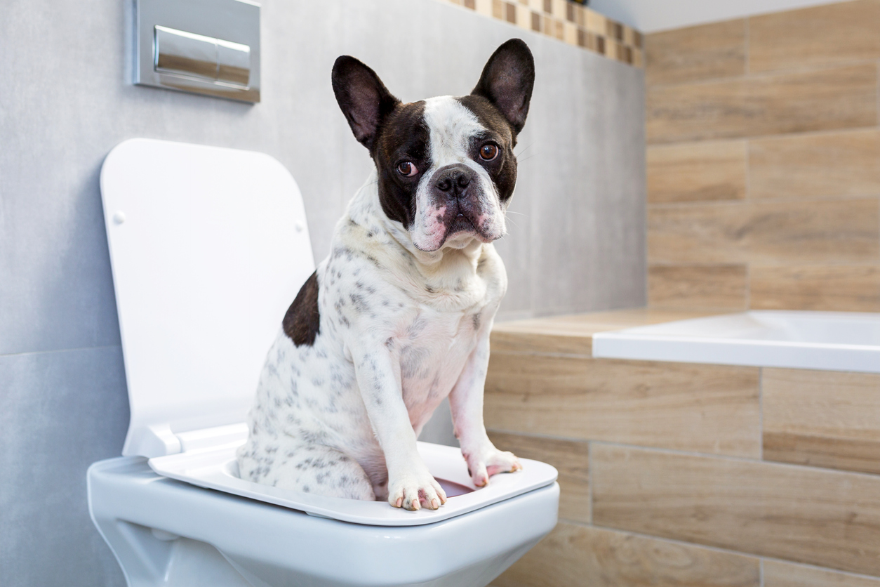Cute French Bulldog Sitting on Toilet